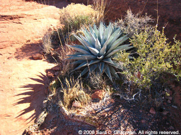 cactishadow1123.jpg