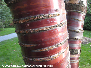 treebarkcherry1727.jpg