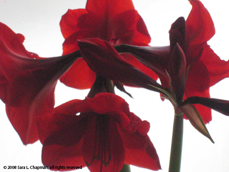 amaryllis3899.jpg