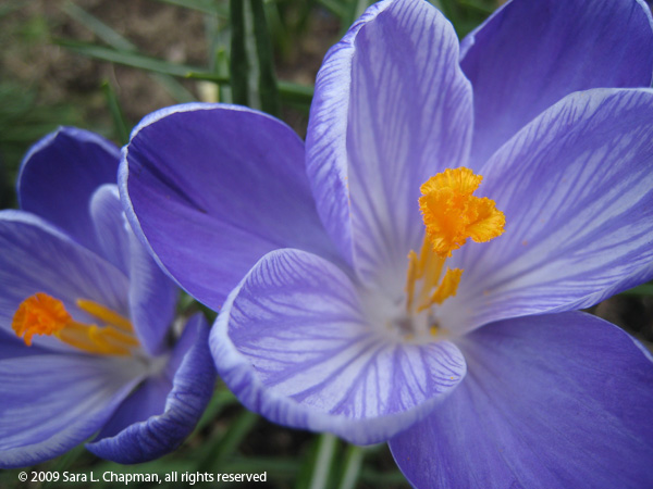 crocuses5020 crocuses5020