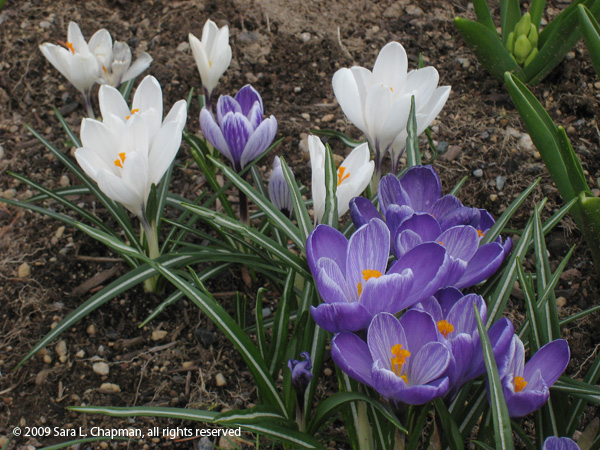 crocuses5066 crocuses5066