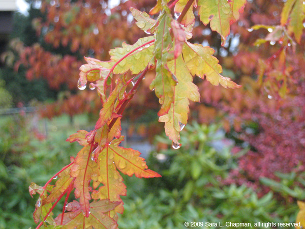 mapleleaves2337.jpg