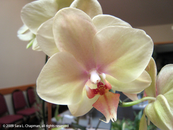 orchid4449.jpg