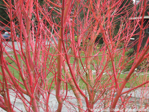 redtwig4816.jpg