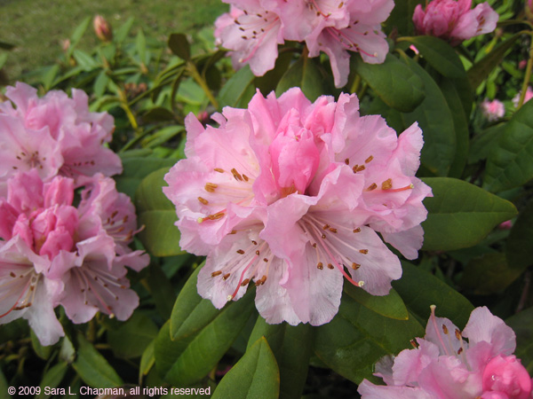 rhodie4833.jpg