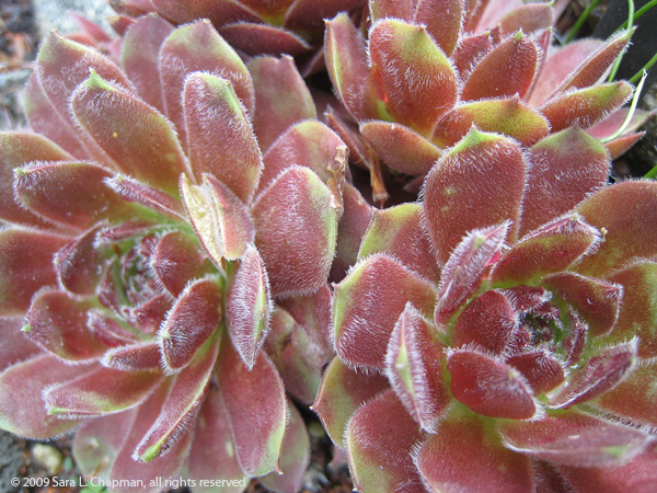 sedum6627