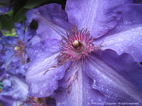 clematis1075 clematis1075
