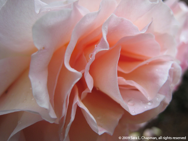 rosepinkdaustinsm1023 rosepinkdaustinsm1023