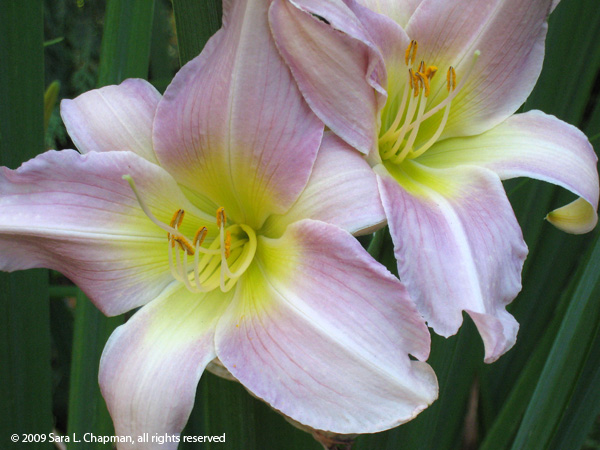 daylilies3611