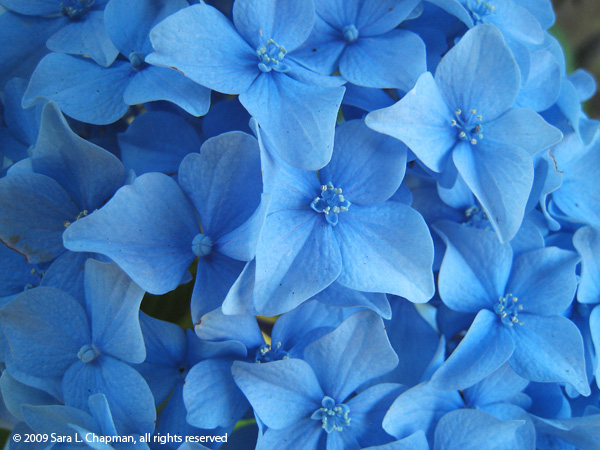 hydrangea3729