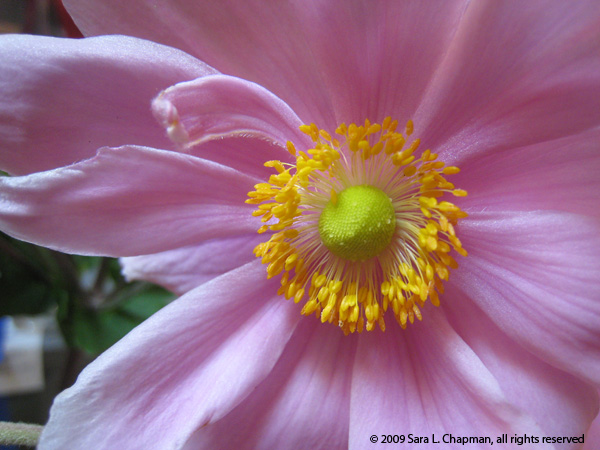 japanemone5252 japanemone5252