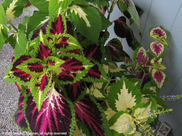 coleus6500