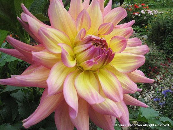 dahlia5754 dahlia5754