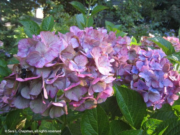 hydrangeas5912