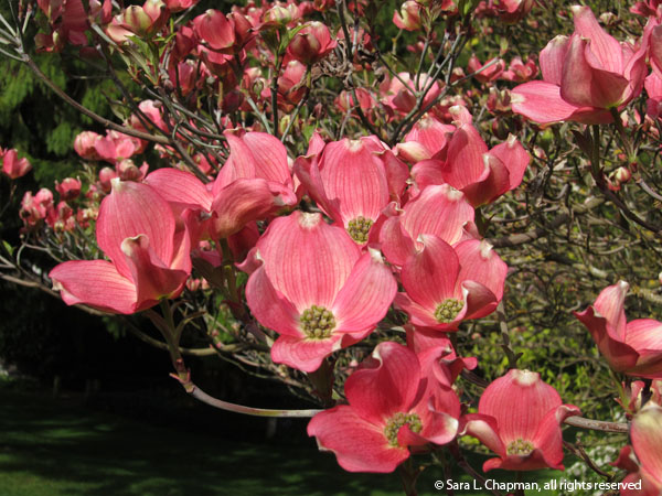 DogwoodPink4076