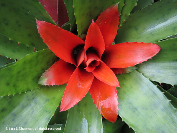 BromeliadRed5743