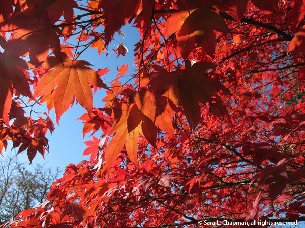 japanese maple tree, leaves, red, fall, autumn, shadows, blue sky, twigs