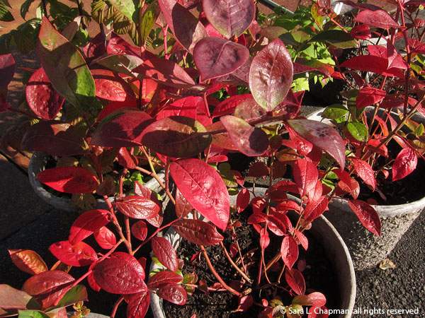 BlueberryLeaves2387 Blueberry Leaves