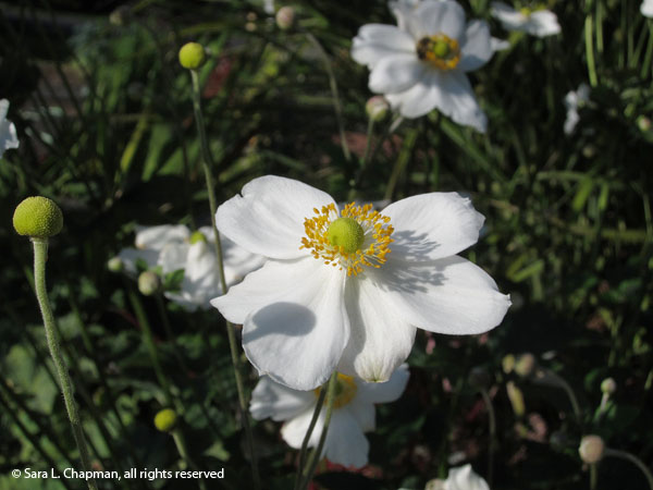 Japanese-anemone-white-2369 japanese anemone, white flower, round seedpod, simple petals