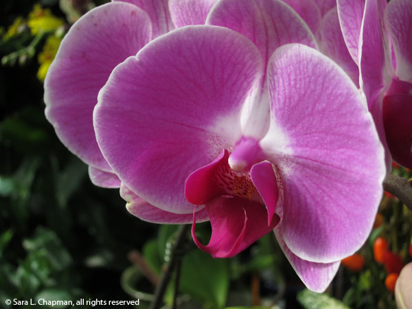 OrchidPhalMagenta1848
