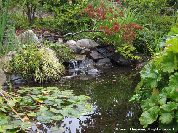 Pond-Highline-garden-2050 waterfall, pond, water lilies, autumn, water feature, garden, japanese garden