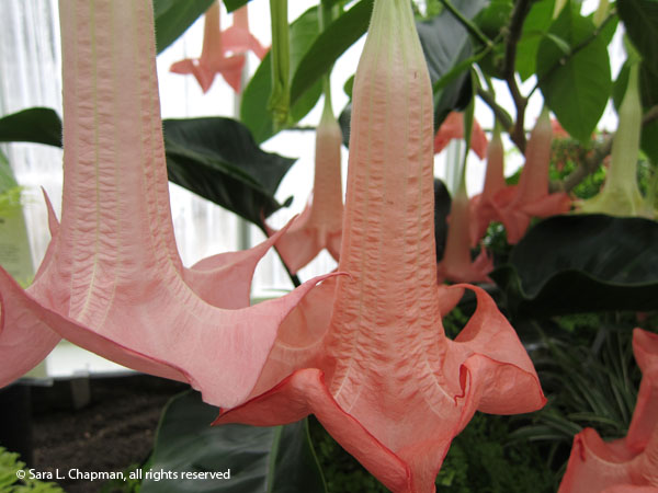brugmansia-angel-trumpet-2690 brugmansia or angel trumpet flower
