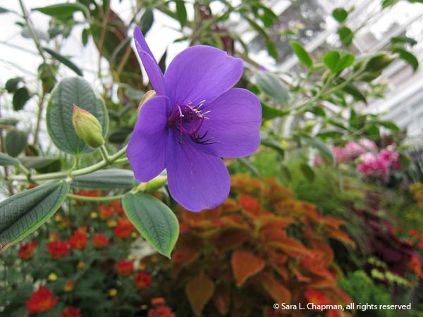 Princess-flower-4325 princess flower, glory bush, purple bloom, macro, close up, blossom, conservatory