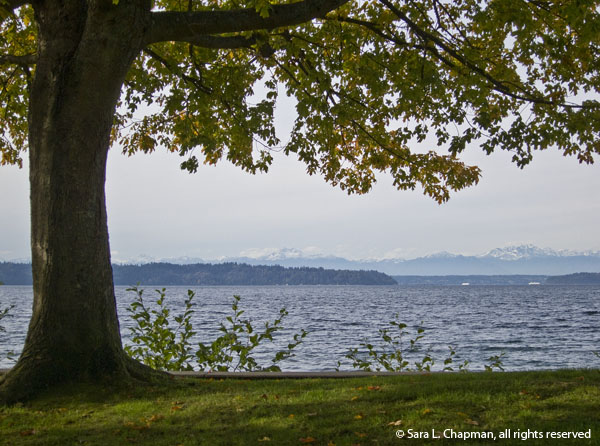 Puget Sound, tree, water, Seahurst Park, Olympic Mountains, view, scenic, autumn
