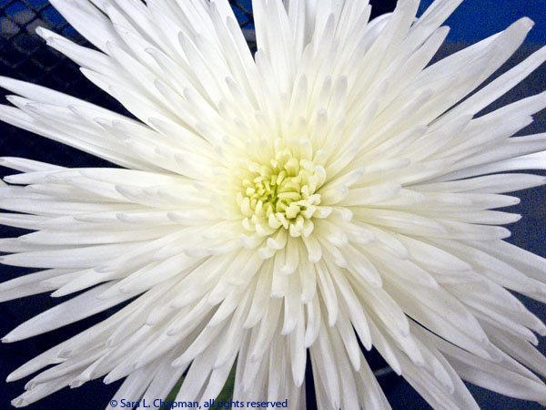 mum-white-macro-3383 chrysanthemum, white, macro, cactus, close up, mum, flower, bloom