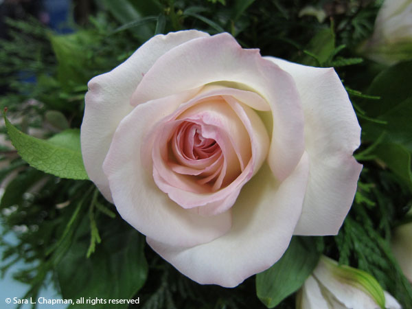 rose-blush-pink-3362 rose, full blown, pink edges, blush pink, perfect