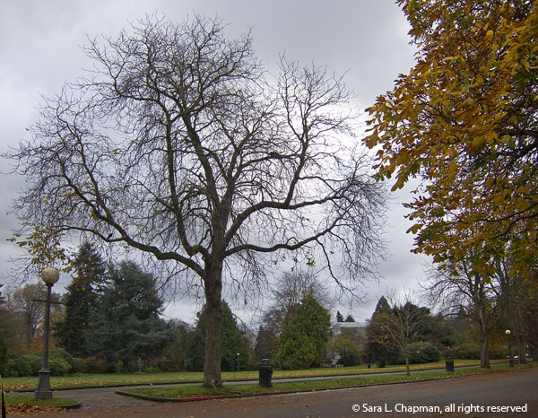 tree-&-clouds-4174 cloudy, Seattle, Volunteer Park, bare tree, autumn, yellow leaves, fall, park, dark skies, rain