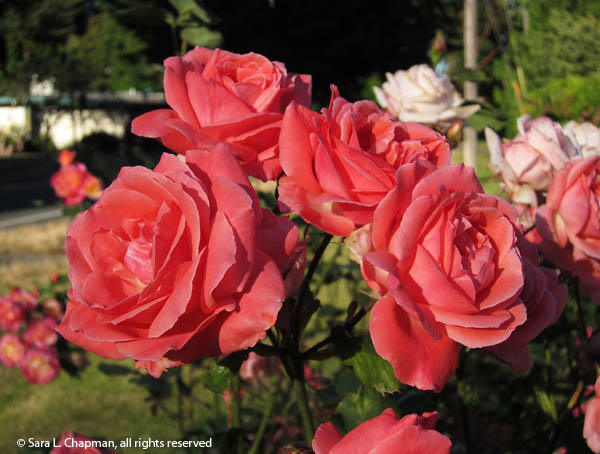 coral-roses-8754 floribunda, orange, tangerine, roses, rose spray, garden roses
