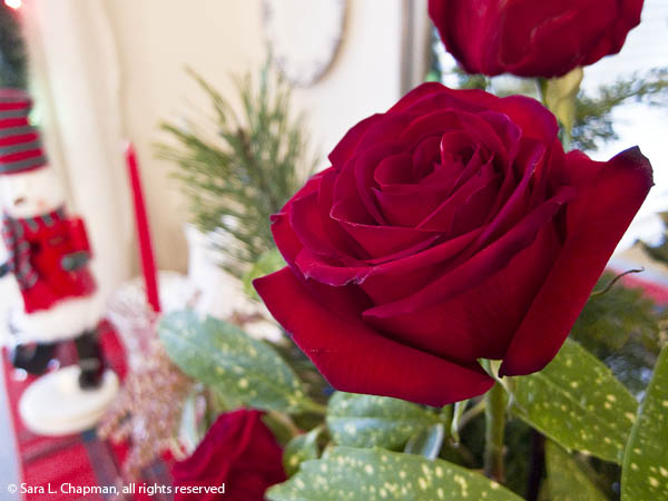 red, christmas, scarlet, crimson, perfect rose, holiday decor, red rose, dark red rose