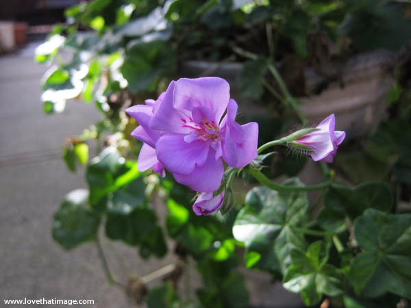 geranium-lavender-6096 blossom, flower, macro, bud, bloom