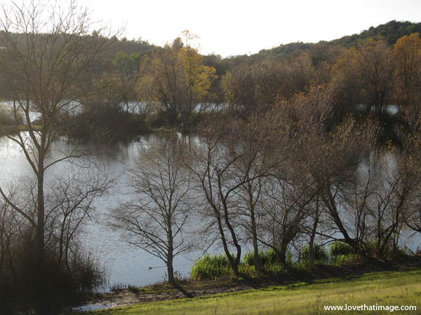 spring-lake-duck-6149 california, bare trees, winter, spring lake, reeds, reflections, bare branches
