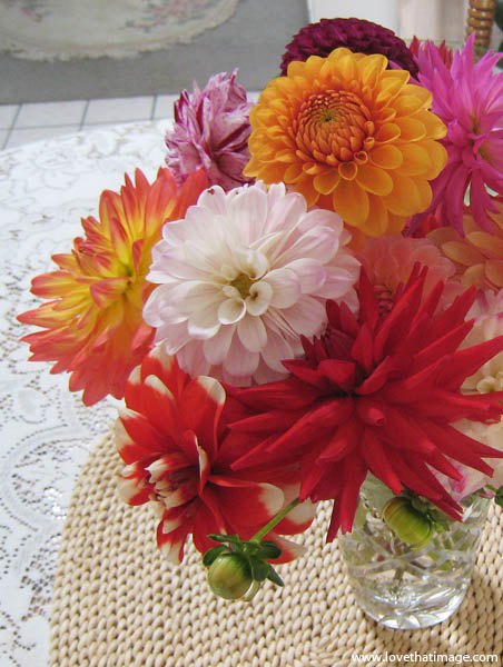 dahlia-bouquet-5853 dahlias, summer flowers, lace, red cactus dahlia, sunburst orange
