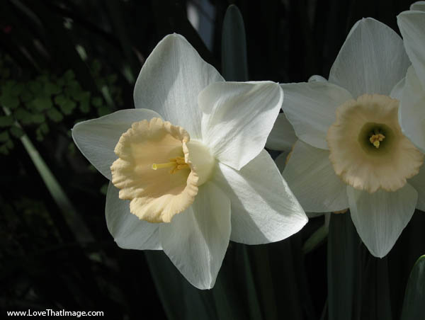 daffs-white-0710 daffodils, white daffodil macro, white and pale orange daffodil, simple daffs