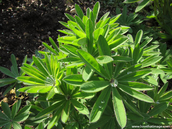 lupine-leaves-1042 star leaves, water droplets, green macro, sunshine, raindrops, palmate leaves