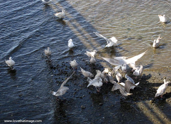 seagulls-feeding-1113 flock of birds, shadows, water's edge, coast, feeding frenzy