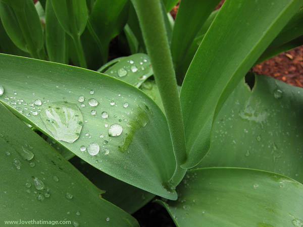 tulip-leaves-1293 raindrops, water drops, stem, broad leaves, tulips, macro