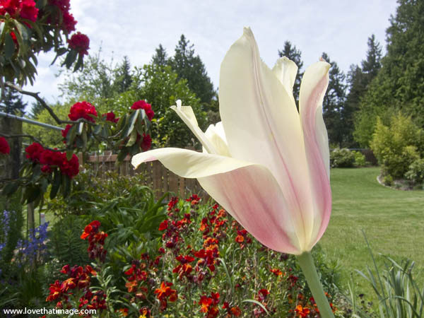 tulip-blushing-lady-2508 blushing lady tulip, pink and yellow tulip, blush tulip in garden