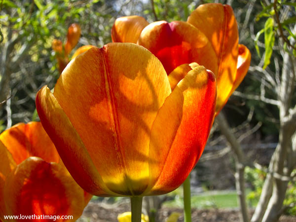 tulip-shadows-2581 tulips, macro, shadows, backlit, red and yellow
