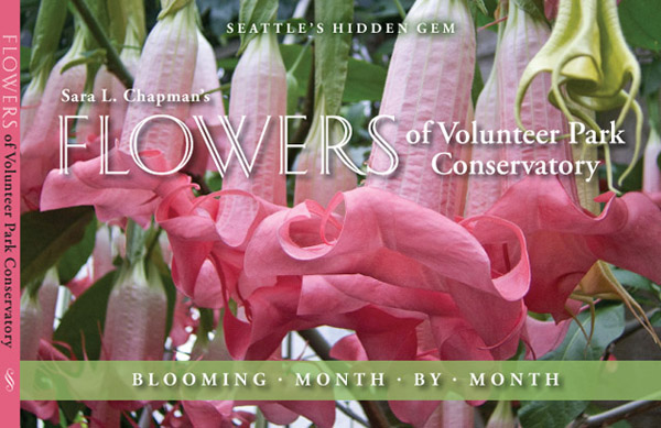 brugmansia, angels trumpet, pink tropical flowers, bell-shaped flowers