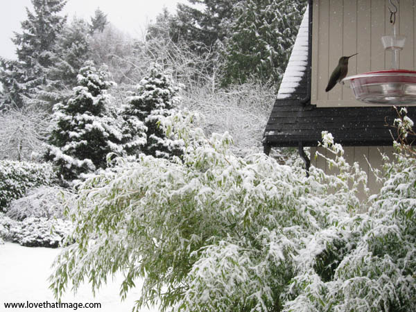 hummingbird-snow-7985 hummingbird on red feeder, snow scene with hummingbird, winter