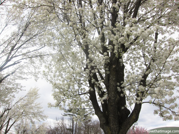 white-tree-0225 spring, springtime, blooming white tree, big tree with white flowers, old tree white flowers
