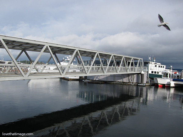 seagull flying, water reflections, port orchard, boats, covered walkway
