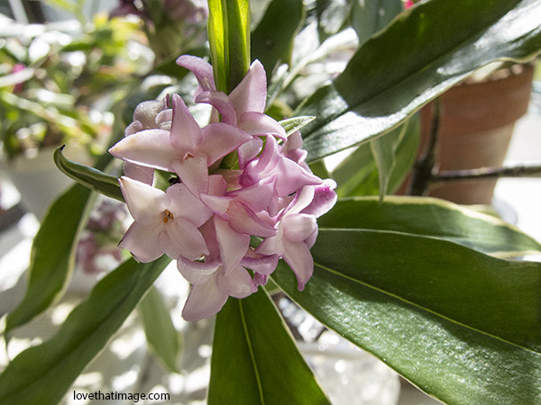 Daphne odora marginata blooms on a sunny windowsill in late March