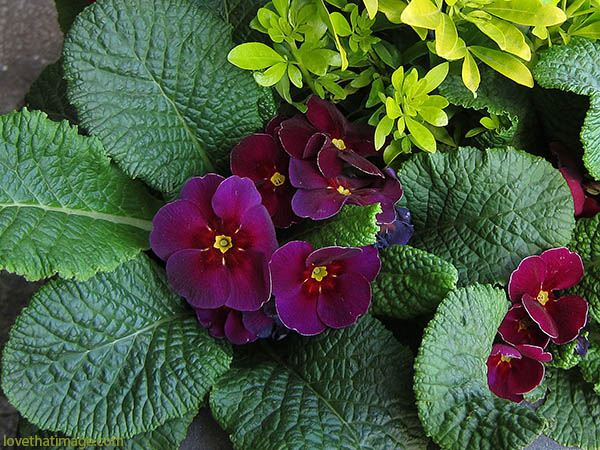 Purple, magenta and red primroses with their deeply textured leaves