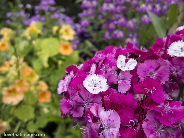 Magenta and white sweet williams in front of peach nasturtiums on my patio