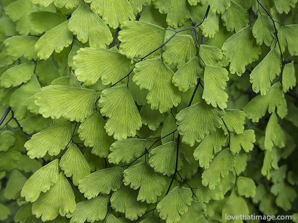 Macro of maidenhair fern at the Volunteer Park Conservatory in Seattle, WA
